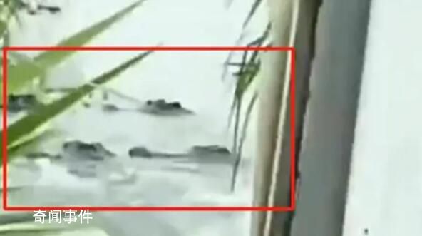 茂名当地回应称已抓回一部分鳄鱼 一鳄鱼养殖场70余条鳄鱼出逃