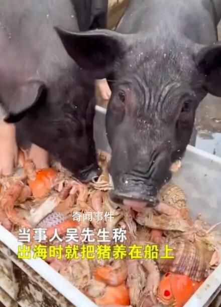 男子给猪喂皮皮虾螃蟹 称：想让它吃好点养大了自己吃