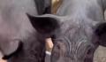 男子给猪喂皮皮虾螃蟹 称：想让它吃好点养大了自己吃