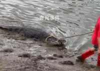 广东鳄鱼暴雨中出逃已抓回36条 目前暂未出现鳄鱼伤人事件