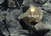 美国科学家在海底发现神秘金蛋 疑为未知生物所产