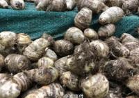 小偷1夜挖700斤芋头被抓 农户笑了
