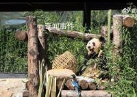 丫丫也养鸟了 这是丫宝养的小宠物嘛