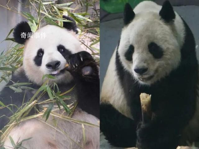 大熊猫“公主”和“融融”已离世