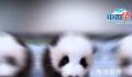 对爱宝的双胞胎幼崽毫无抵抗力 实在是太可爱了