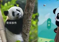 蜂花终身认养了一只大熊猫 名叫花宝