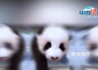 对爱宝的双胞胎幼崽毫无抵抗力 实在是太可爱了