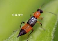 女子捏死隐翅虫手臂被腐蚀7天还没好 毒液堪比硫酸