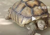 群众捡66斤“大宝贝”交给派出所 已送往襄阳市陆生野生动物收容救护中心进行救护