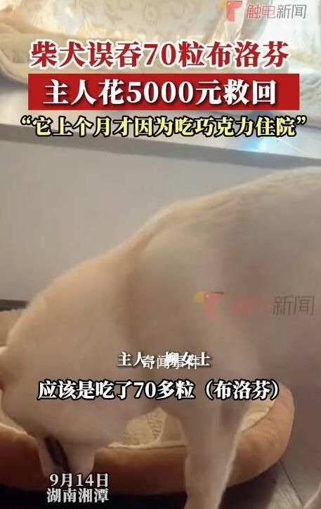 柴犬误食70粒布洛芬主人花5千救回 好在之前催吐及时