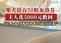 柴犬误食70粒布洛芬主人花5千救回 好在之前催吐及时