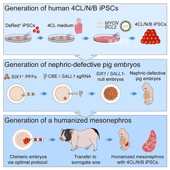 中国团队在猪体内培育出人类肾脏 是世界范围内首次报告人源化功能器官异种体内培育案例