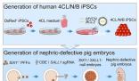 中国团队在猪体内培育出人类肾脏 是世界范围内首次报告人源化功能器官异种体内培育案例