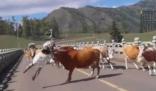 女子旅游与牛群合影被顶飞 裙子左摇右摆会飘来飘去牛是会顶的