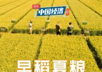 保障粮食安全 端牢中国饭碗