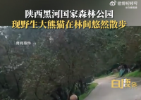野生大熊猫被偶遇 下一秒拔腿就跑