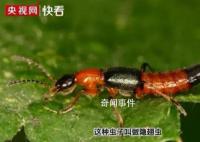 河南多地已发现隐翅虫 隐翅虫的毒性有多强
