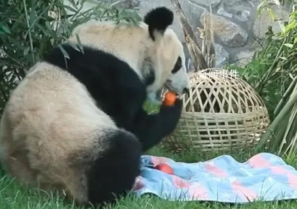 丫丫小毯子里找苹果 丫丫找食物的样子真机灵