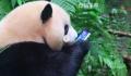 游客手机掉落大熊猫捡起来就啃 已带回做身体检查