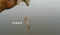 用活泥鳅钓鱼 为何会判刑?