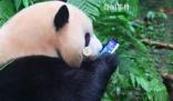游客手机掉落大熊猫捡起来就啃 已带回做身体检查
