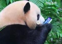 游客手机掉落大熊猫捡起来就啃 已带回做身体检查