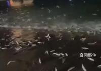 广东大量鱼跃出海面跳上岸 官方回应