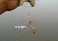用活泥鳅钓鱼 为何会判刑?