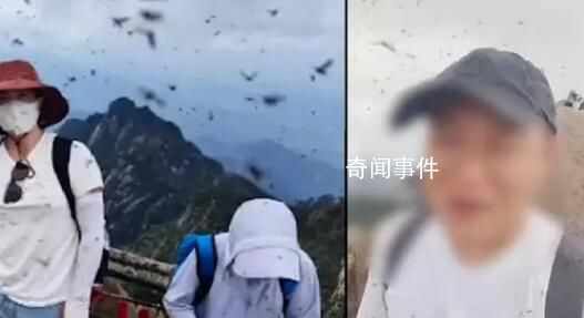 黄山飞虫成灾直扑人脸 已跟园林部门沟通将进行处理