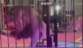黑龙江一马戏团狮子突然撕咬员工 看着都心惊胆颤