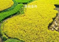 秋游乡村赏“丰”景 节庆活动新亮点