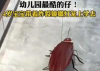 4岁宝宝带着炸裂蟑螂灯笼上学去 网友：蟑灯结彩