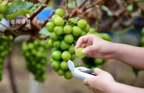 “阳光玫瑰”不安全 是真的吗?
