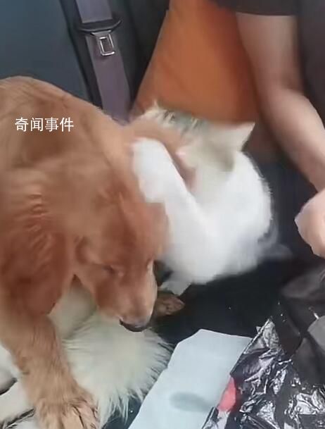 小狗返乡途中晕车还被猫打了一巴掌 收到超3万个点赞超4万转发