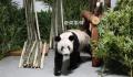 旅美大熊猫或将全部返回中国 曾在美国50多年