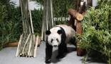 旅美大熊猫或将全部返回中国 曾在美国50多年