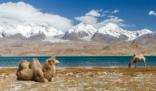 假期西藏携程订单量增幅2037% 西北游火热导游不够用