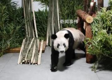 旅美大熊猫或将全部返回中国 曾在美国50多年