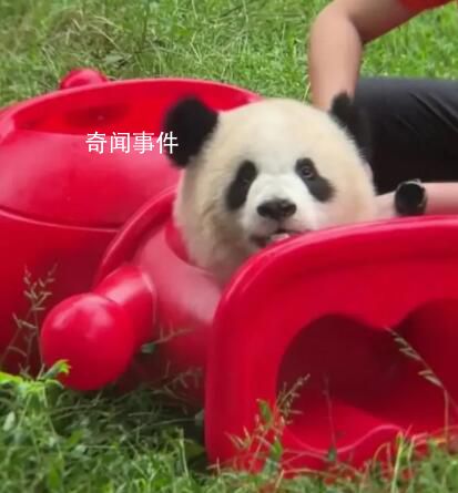 大熊猫被玩具卡头吓得发出狗叫 在奶妈帮助下成功逃了出来