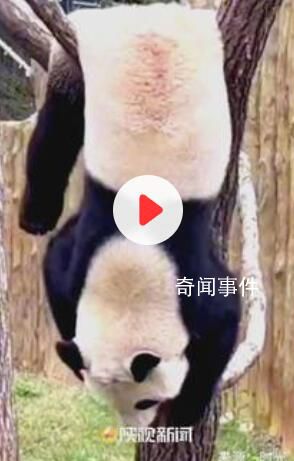 大熊猫放假表演“自挂东南枝” 网友：谁家的熊皮毯子晾晒忘收啦