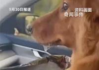 堵在路上狗子晕车晕到怀疑人生 各种拥堵不但让人无法忍受
