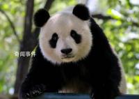 天津动物园10月10日起暂闭熊猫馆 两只大熊猫暂停对外展出