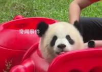 大熊猫被玩具卡头吓得发出狗叫 在奶妈帮助下成功逃了出来