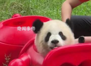大熊猫被玩具卡头吓得发出狗叫 在奶妈帮助下成功逃了出来