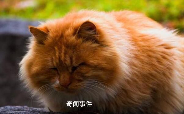 鸡鸣寺橘猫成国庆顶流 别摸了猫猫我要秃头啦