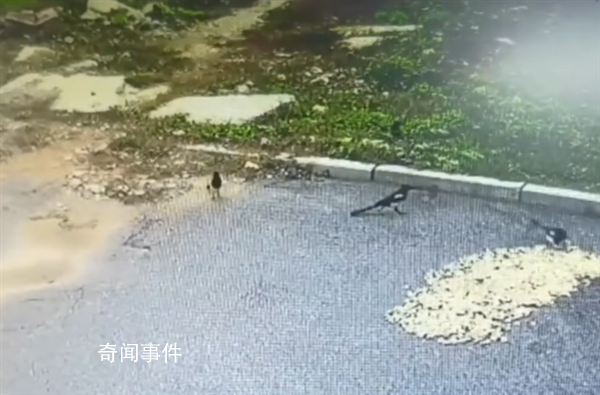 男子晒花生10分钟被鸟吃光 这堆花生就被喜鹊偷光
