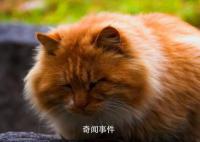 鸡鸣寺橘猫成国庆顶流 别摸了猫猫我要秃头啦