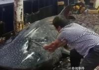 网传男子宰割鲸鲨 官方介入调查