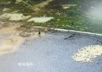 男子晒花生10分钟被鸟吃光 这堆花生就被喜鹊偷光