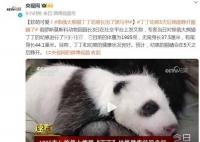旅俄大熊猫丁丁幼崽长出了黑马甲 目前的体重为1985克